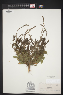 Verbena neomexicana image