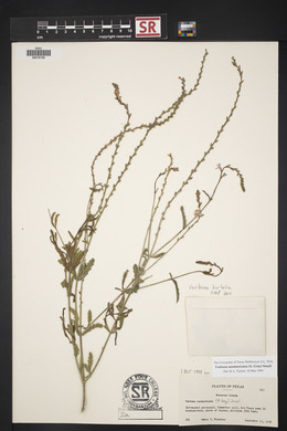 Verbena neomexicana image