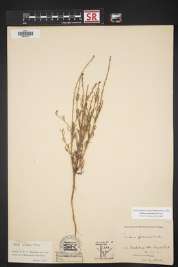 Verbena perennis image