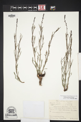 Verbena perennis image