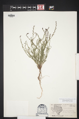 Verbena perennis image