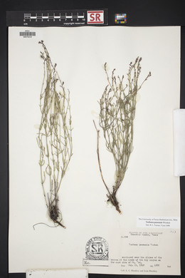 Verbena perennis image