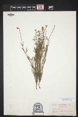 Verbena perennis image