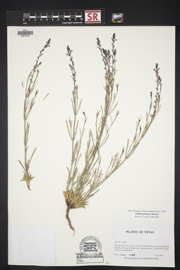 Verbena perennis image