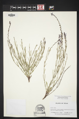 Verbena perennis image