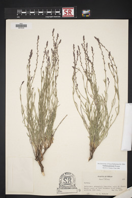 Verbena perennis image