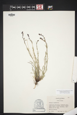 Verbena perennis image