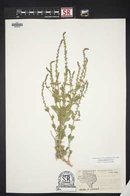 Verbena plicata image