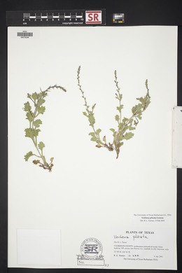 Verbena plicata image