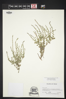 Verbena plicata image