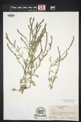 Verbena plicata image