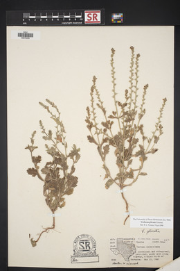 Verbena plicata image