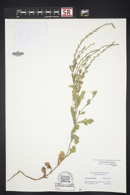 Verbena plicata image