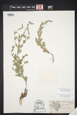 Verbena plicata image