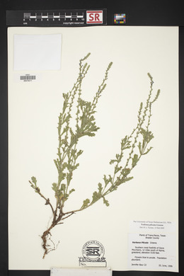 Verbena plicata image