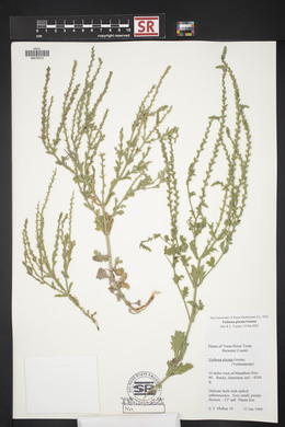 Verbena plicata image