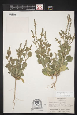 Verbena plicata image