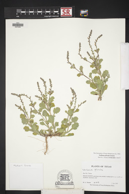 Verbena plicata image