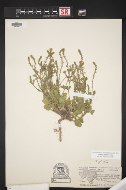 Verbena plicata image