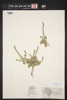 Verbena plicata image