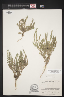 Verbena plicata image