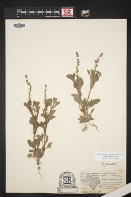 Verbena plicata image