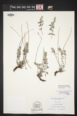 Hedeoma mollis image