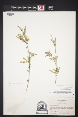 Aloysia gratissima image