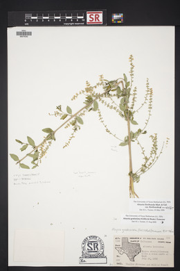 Aloysia gratissima image