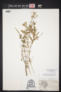 Aloysia gratissima image