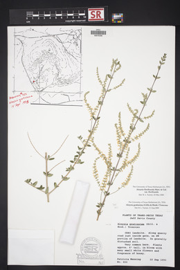 Aloysia gratissima image