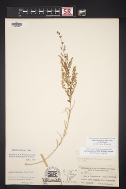 Aloysia gratissima image