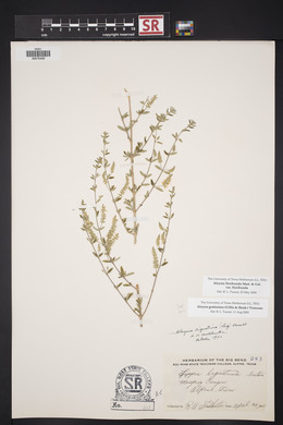 Aloysia gratissima image