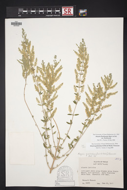 Aloysia gratissima image