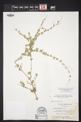 Aloysia gratissima image