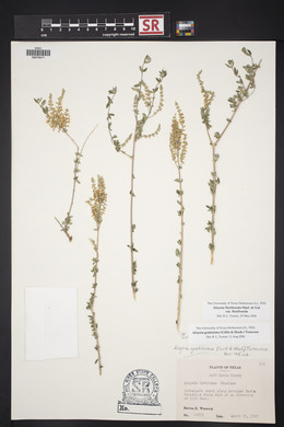 Aloysia gratissima image