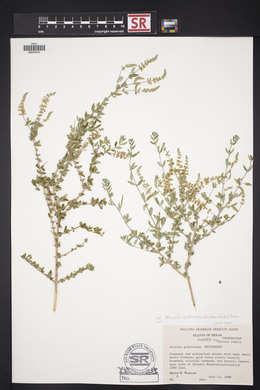 Aloysia gratissima image