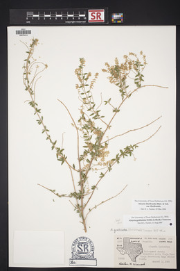 Aloysia gratissima image