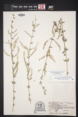 Aloysia gratissima image