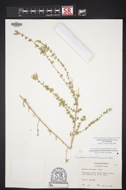 Aloysia gratissima image