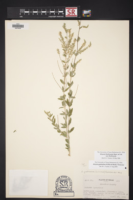 Aloysia gratissima image