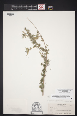 Aloysia gratissima image