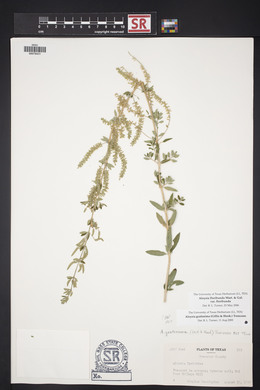 Aloysia gratissima image