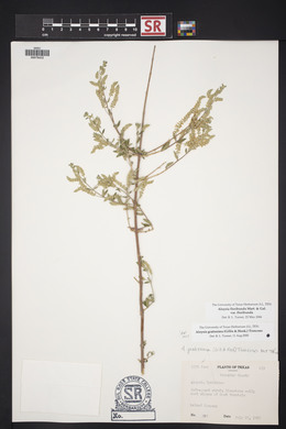 Aloysia gratissima image