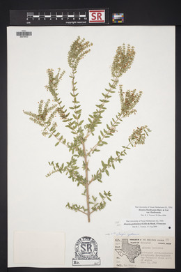 Aloysia gratissima image