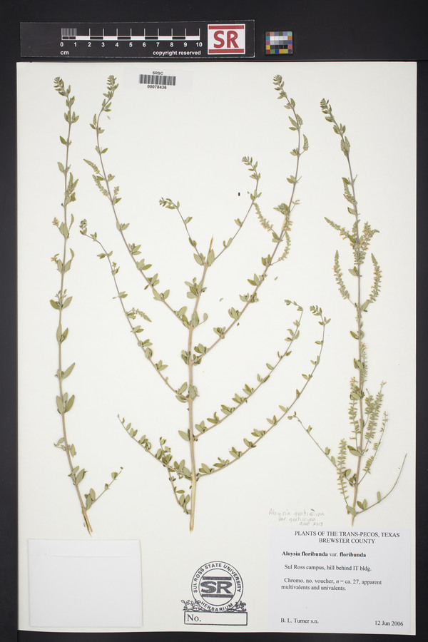 Aloysia gratissima var. gratissima image