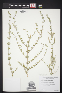 Aloysia gratissima image