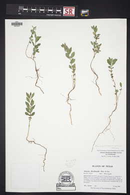 Aloysia gratissima image