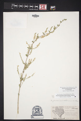 Aloysia gratissima image