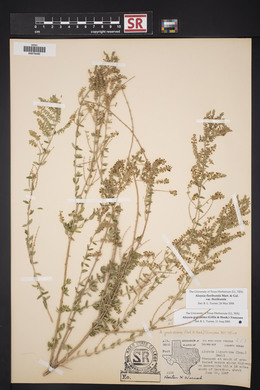 Aloysia gratissima image